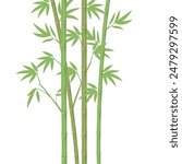 Vector green bamboo illustration on white background