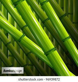 Vector green bamboo spring nature background