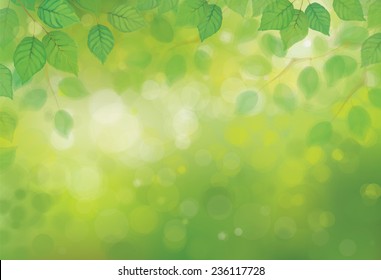 Vector green birch's leaves  on sunshine background.