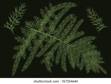 Vector green branch of asparagus or Araucaria . Botanical conifers with thin lines