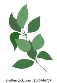 vector green branch with leaves . Isolated leaf of greenery. It can be used as an element of decorative design of invitations, wedding or greeting cards.