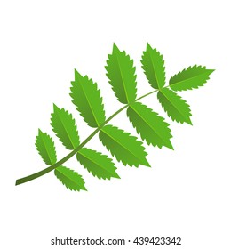 Vector green branch with leaves isolated on a white background