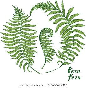 Vector green branches with leaves  of fern . Hand drawn illustration. Isolated on white botanical elements for design cards, posters, prints in sketch style of nature. 