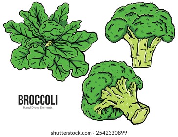 Vector Green Broccoli Cabbage on Stalk as Healthy Nutrition Vector Set. Fresh vegetables with black outline