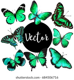 Vector Green Butterflies Illustration Set