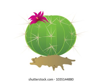 Vector green cactus plant. Succulent illustration. Mexico cartoon nature isolated. 