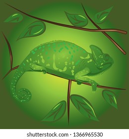 Vector green chameleon