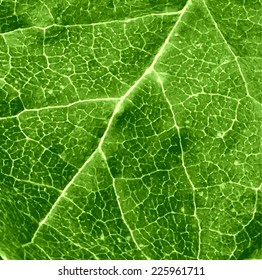 vector green closeup leaf with veins