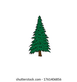 Vector green colored hand drawn doodle sketch spruce tree isolated on white background