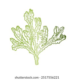 Vector green coral. Hand painted line reef sketch. Graphic tropical clip art isolated on background. Underwater illustration. For designers, invitations, decoration, postcards, wrapping paper, scrapbo