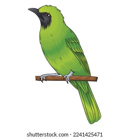 the vector of the green cucak bird, this bird is green, the sound is also good