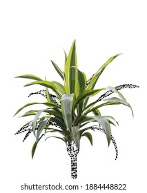 Dracaena verde vectorial aislado en fondo blanco. Verano luminoso, diseño detallado y preciso de la palmera en un estilo triangular de polos bajos. Elemento de diseño floral.