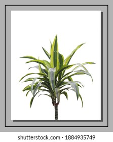 Dracaena verde vectorial aislado en fondo blanco. Verano luminoso, diseño detallado y preciso de la palmera en un estilo triangular de polos bajos. Elemento de diseño floral.