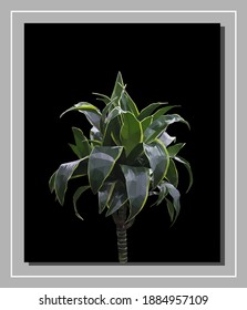 Vector green dracaena isolated on black background. Bright sunny summer detailed and accurate palm tree design in triangular low poly style. Floral design element.