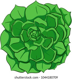 Vector green echeveria plant top view