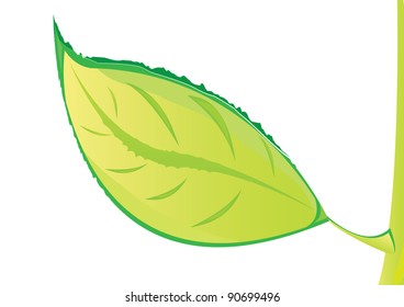 Vector green eco leaf. Nature background.