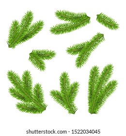 Vector green fir branches isolated on white background. Christmas tree set.