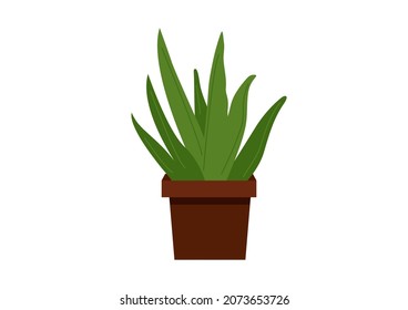 Vector green fresh aloe vera in a pot, natural cosmetics from aloe, medical plants, face and body care, beauty procedures, self-care in flat cartoon  style isolated on white background