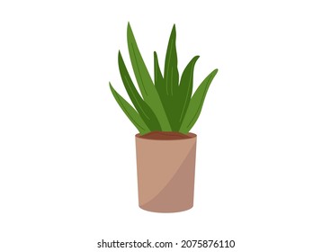 Vector green fresh aloe vera in a pot, natural cosmetics from aloe, medical plants in flat e isolated on white background	