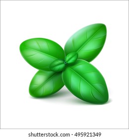 Vector Green Fresh Basil Leaves Close up Isolated on White Background