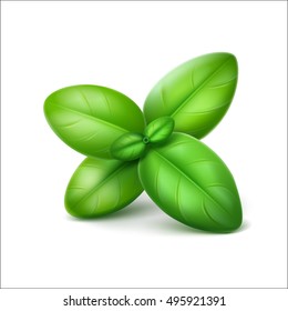 Vector Green Fresh Basil Leaves Close up Isolated on White Background