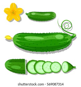 Vector green fresh cucumbers isolated on white background. Flat design illustration. 