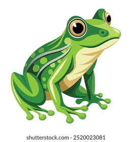 Vector a green frog on the white background