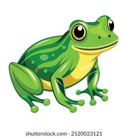 Vector a green frog on the white background