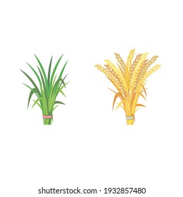 Vector - green and golden sheaf rice.