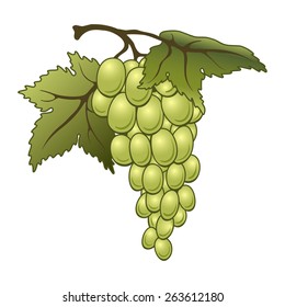 Vector green grapes isolated on white background.