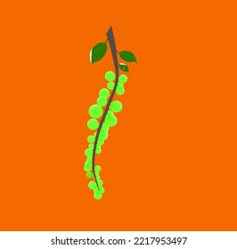 uvas verdes vectoriales en fondo anaranjado
