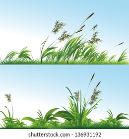 Vector Green Grass