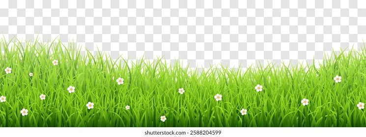 Vector green grass border isolated on png background. Spring green grass, lawn. Summer nature decoration. Transparent background