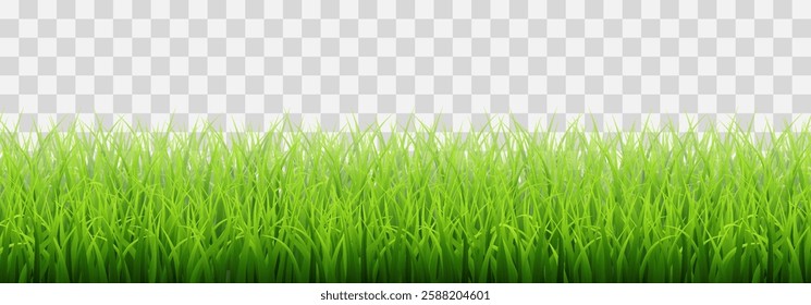 Vector green grass border isolated on png background. Spring green grass, lawn. Summer nature decoration. Transparent background