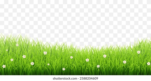 Vector green grass border isolated on png background. Spring green grass, lawn. Summer nature decoration. Transparent background