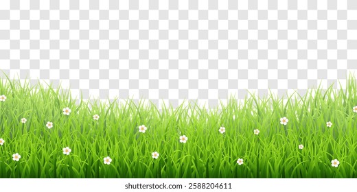 Vector green grass border isolated on png background. Spring green grass, lawn. Summer nature decoration. Transparent background