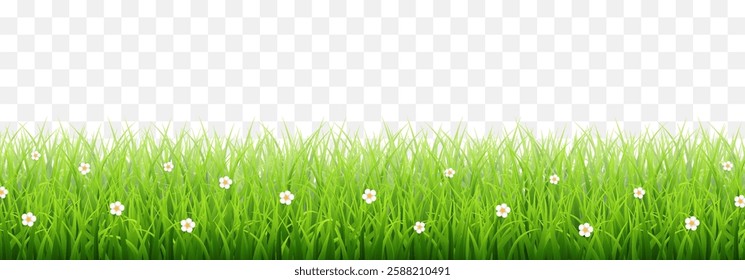 Vector green grass border isolated on png background. Spring green grass, lawn. Summer nature decoration. Transparent background 