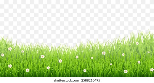 Vector green grass border isolated on png background. Spring green grass, lawn. Summer nature decoration. Transparent background 