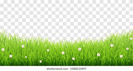 Vector green grass border isolated on png background. Spring green grass, lawn. Summer nature decoration. Transparent background 