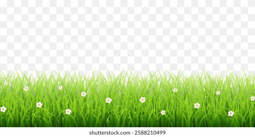 Vector green grass border isolated on png background. Spring green grass, lawn. Summer nature decoration. Transparent background 