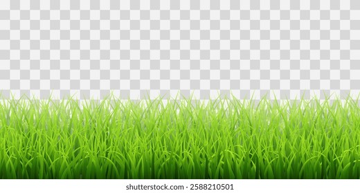 Vector green grass border isolated on png background. Spring green grass, lawn. Summer nature decoration. Transparent background 