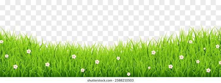 Vector green grass border isolated on png background. Spring green grass, lawn. Summer nature decoration. Transparent background 