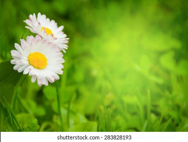 Vector green grass and flowers background