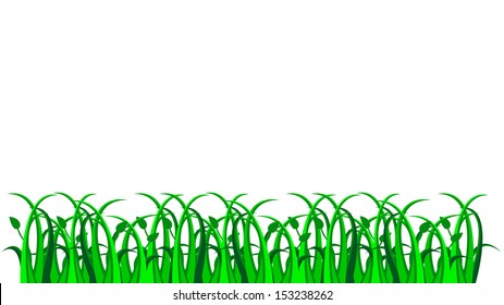 Vector green grass on white background