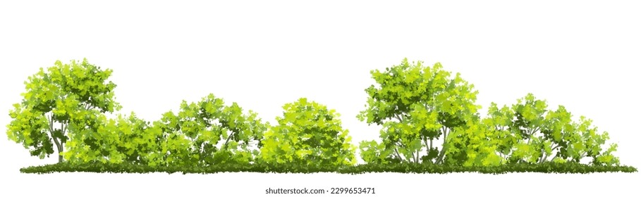 Vector of green grass or shrub isolated on white background,tree elevation for landscape concept,environment panorama scene,eco design,meadow for spring