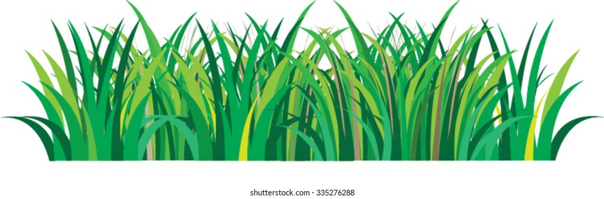 vector green grass in white background 