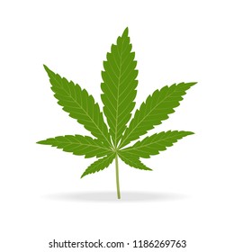 Vector green hemp leaf isolated on white background.