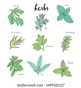 vector green herb leave sketch