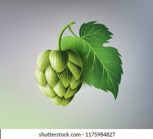 vector green hop cones, leaves with stem. Isolated illustration on a color background. Brewery industry floral symbol