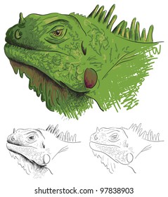 Vector green iguana is isolated on a white background